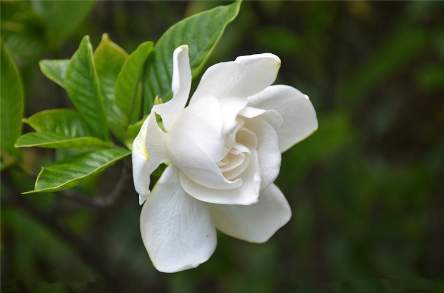 (10) GARDENIA SEEDS perennial flower garden bed bush plant USA SELLER W/TRACK