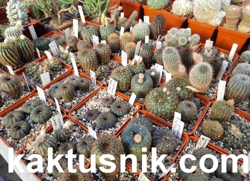 Frailea mix 100seeds harvest 2024