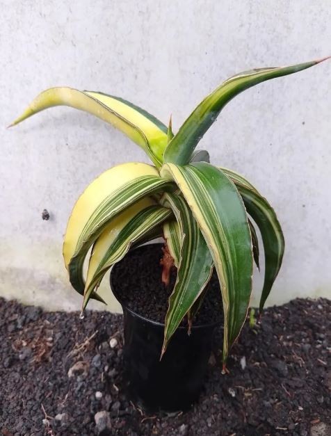 Sansevieria Powysii Variegated Size Big Rare Uniqe Snake Plant