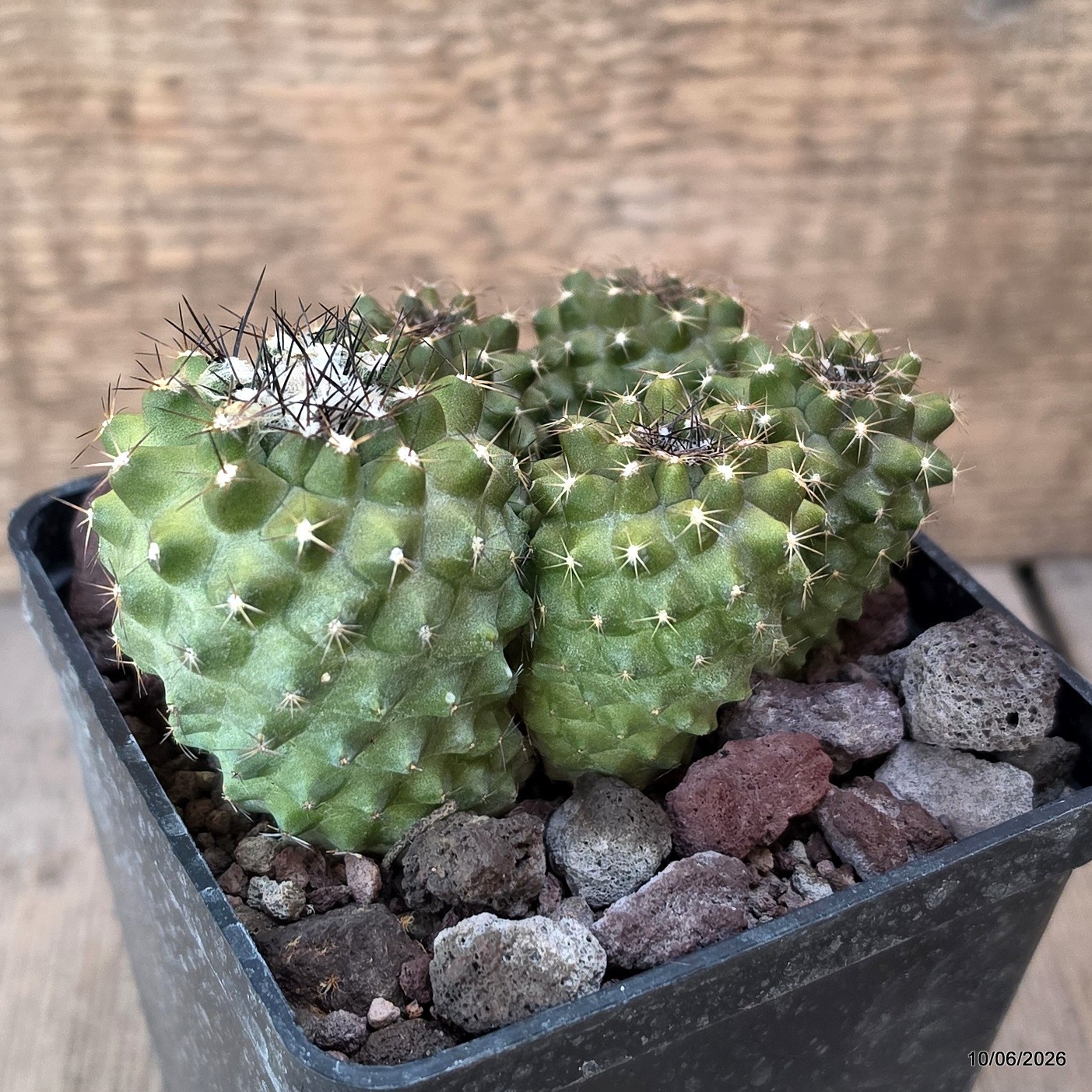 D3361 COPIAPOA VARISPINA pot10-H7-W10 cm MaMa Cactus