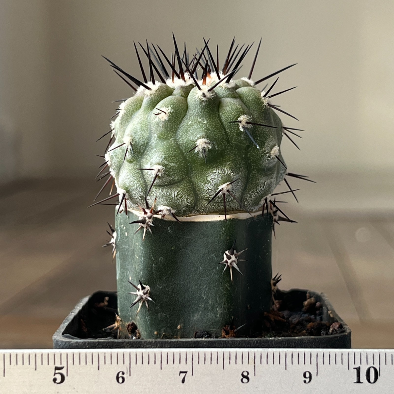 A23-154 Copiapoa columna-alba, CS-29, Esmeralda, Ant, grafted