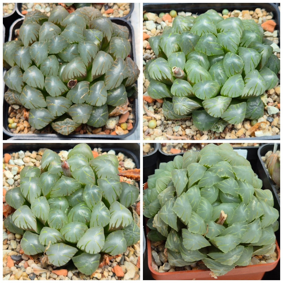 Haworthia obtusa ‘Purple Dodson’ F2 100seeds 2025 year