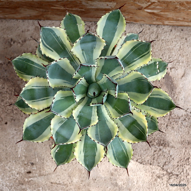 D1844 AGAVE POTATORUM KICHIJOKAN VARIEGATED pot29-H29-W29 cm MaMa Cactus