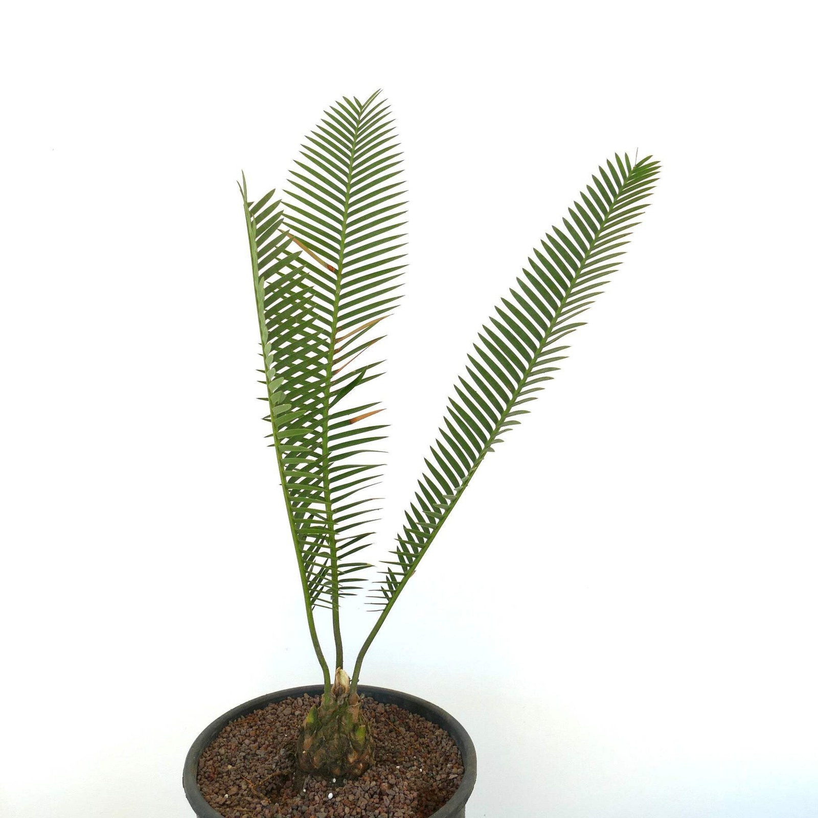 Dioon angustifolium 9x7cm Caudex – Narrow-leaved Dioon | Mexican Cycad