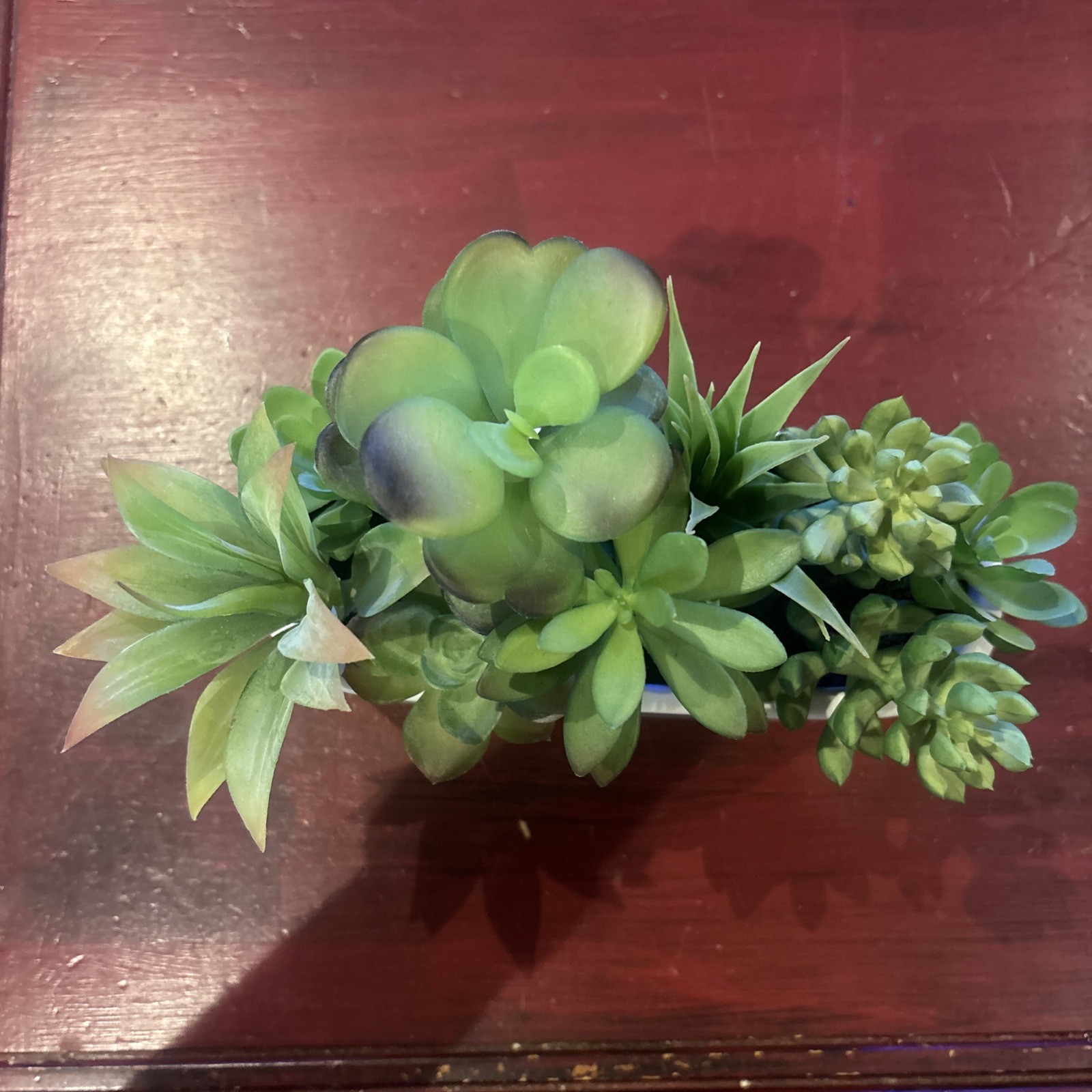Succulent Plant Artificial