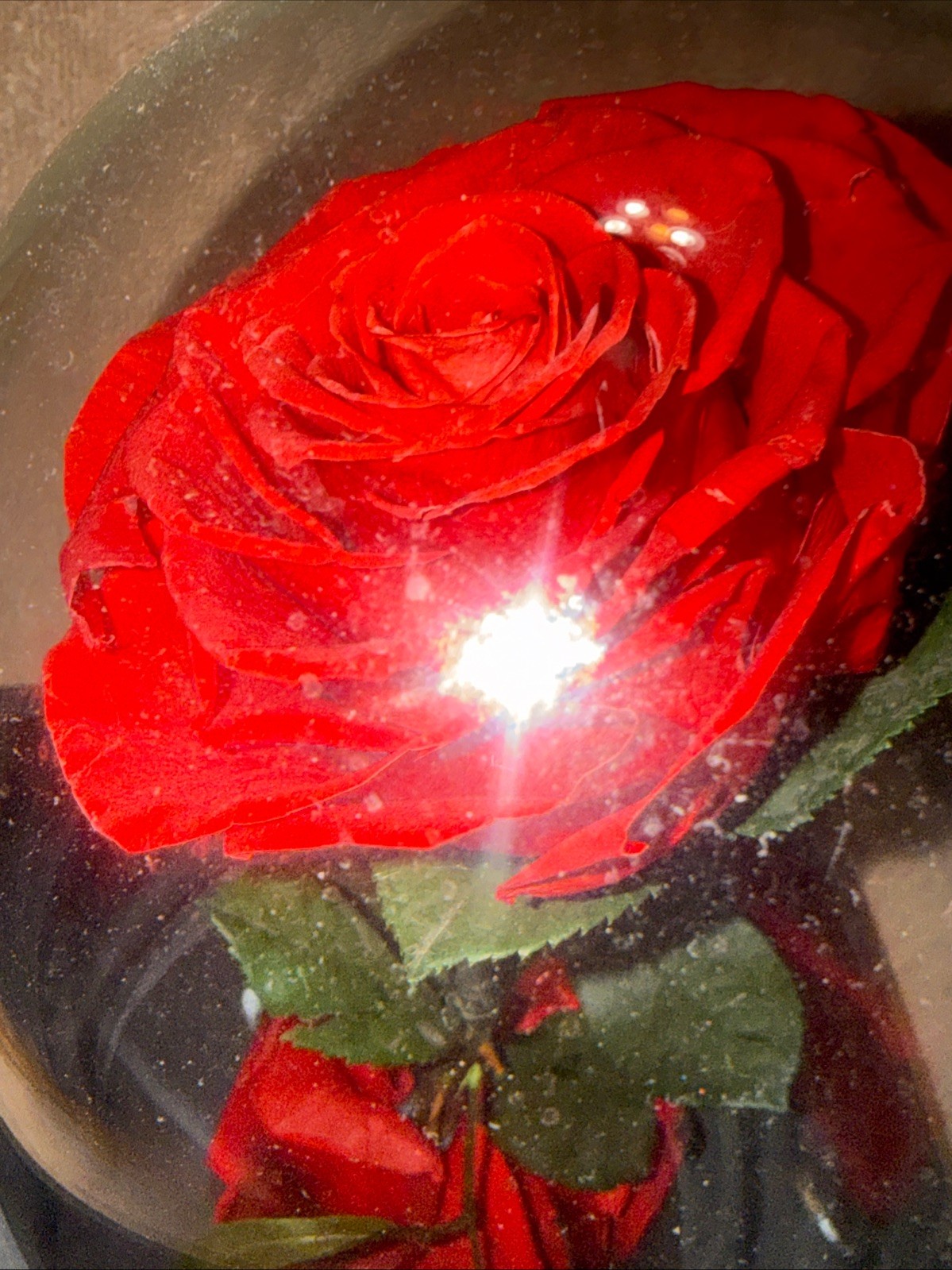 Forever Roses – Gifts Idea for Mom – Beauty and the Beast Rose in Glass Dome –