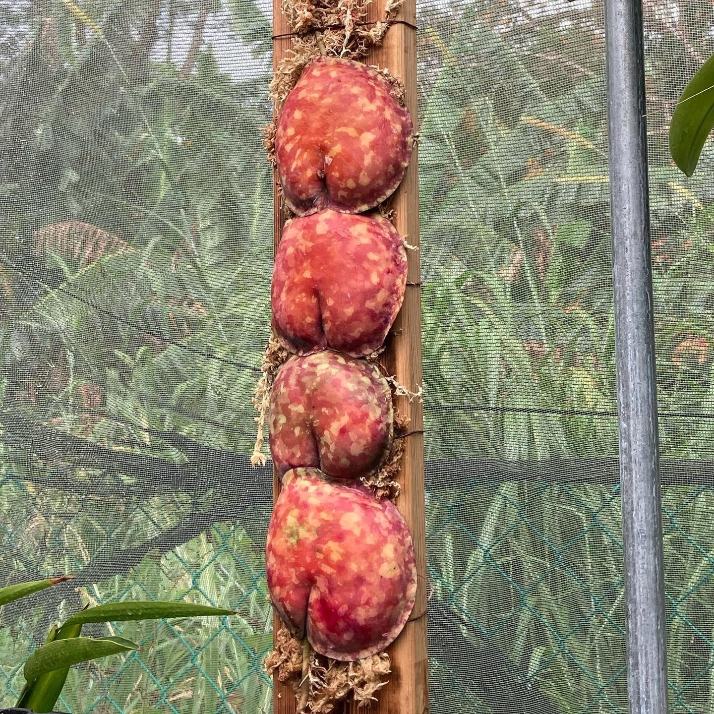 Real Pict Hoya Imbricata Red Beautiful Leaf Rare Plant