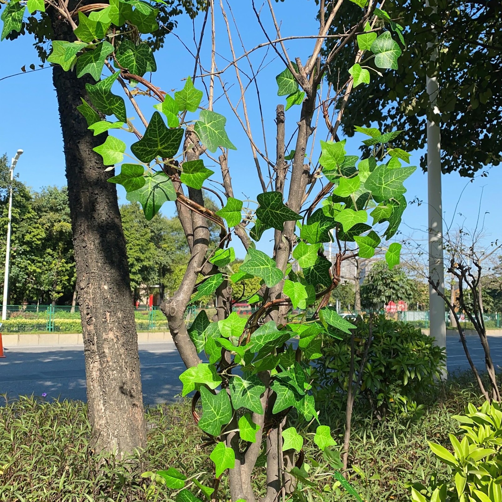 Artificial Rattan Tree Vines with Creeper Leaves Climbing Ivy Branches Grapev…