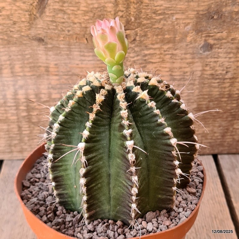 D5916 GYMNOCALYCIUM MIHANOVICHII OLD pot14-H12-W11 cm MaMa Cactus