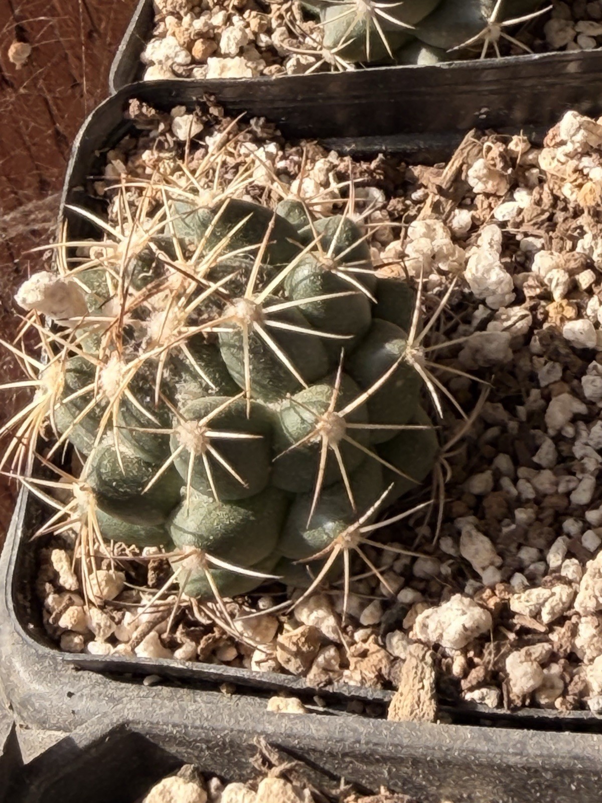 CORYPHANTHA MAIZ-TABLASENSIS