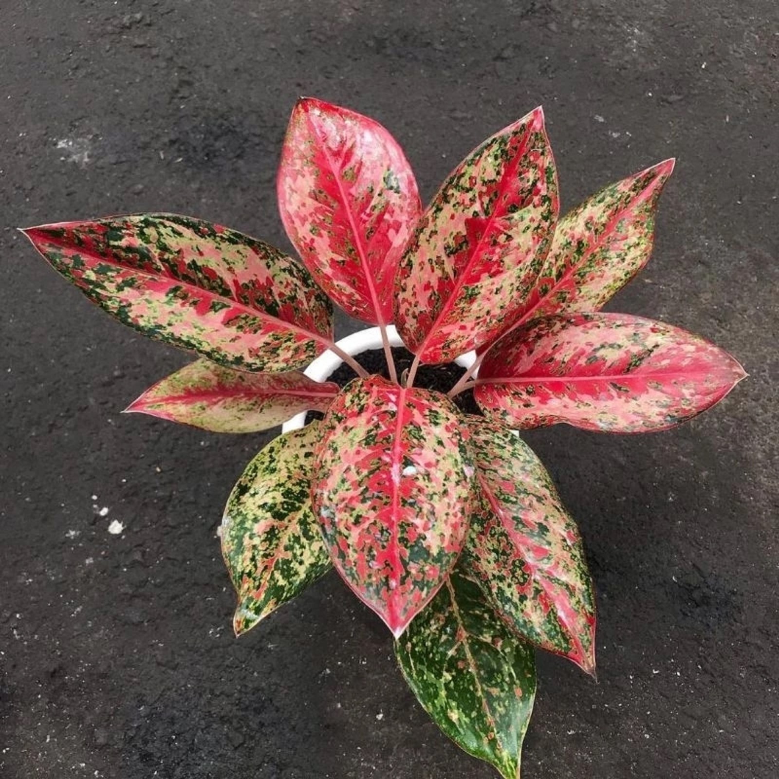 Aglaonema Red Coconut Delight Rare Red Chinese Evergree Tropical Houseplant