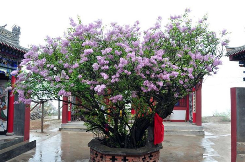 (10) LILAC SEEDS perennial flower rare exotic garden bed plant USA SELLER TRACK
