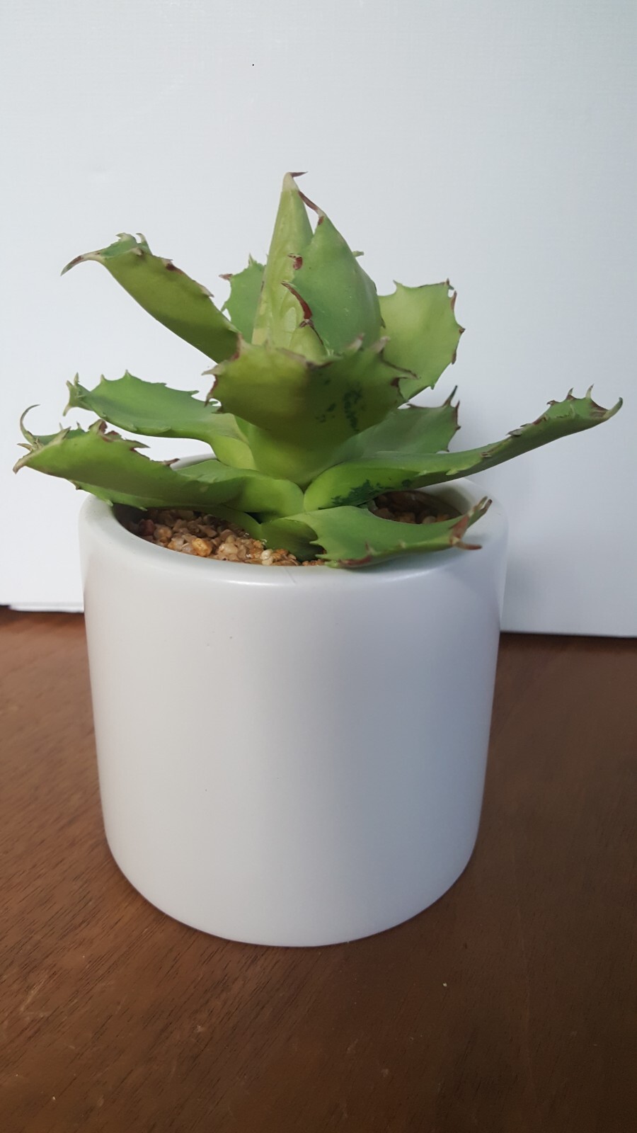 Artificial Succulant Potted Matte White Cylinder Pottery Planter