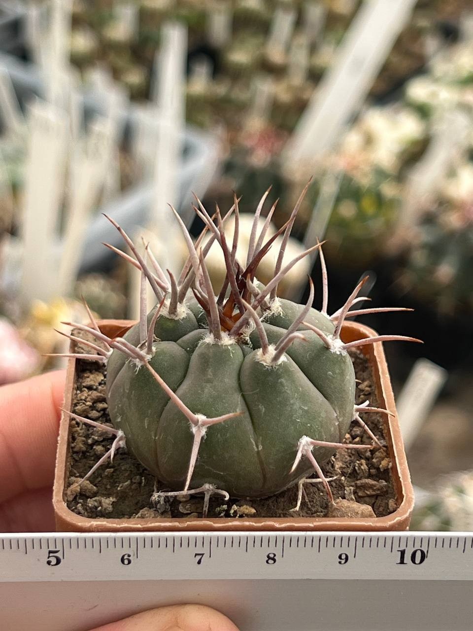 A43-1407 Gymnocalycium bozsingianum, VS 19, Villa Chepes, La Rioja, own root