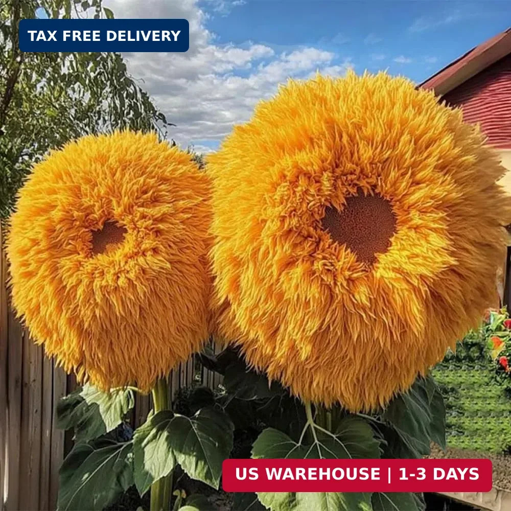 800pcs Teddy Bear Sunflower Seeds for Planting Giant Teddy Bear Sun Flower Seed