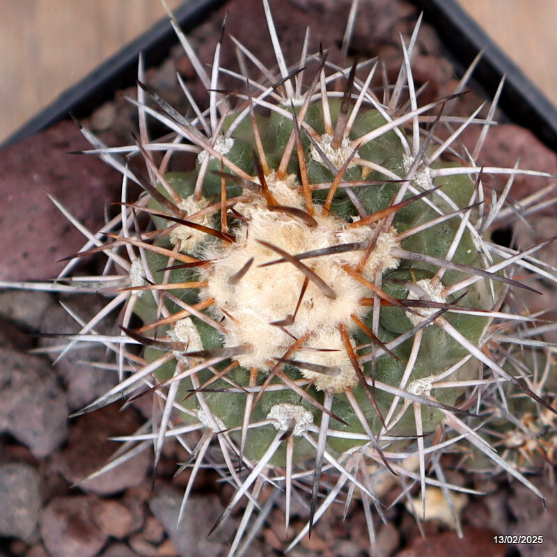 D3764 COPIAPOA CALDERANA pot10-H8-W7 cm MaMa cactus