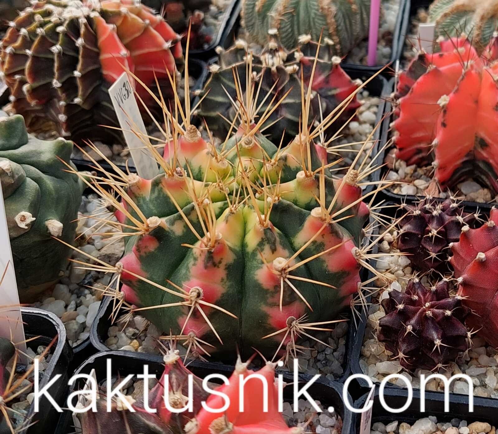 Gymnocalycium mihanovichii f.variegata VVG30 20seeds harvest 2023