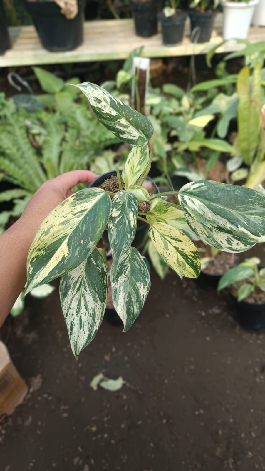 Real Picture Philodendron Ilsemanii Philippines ‘ Emerald Ice ‘ Variegated