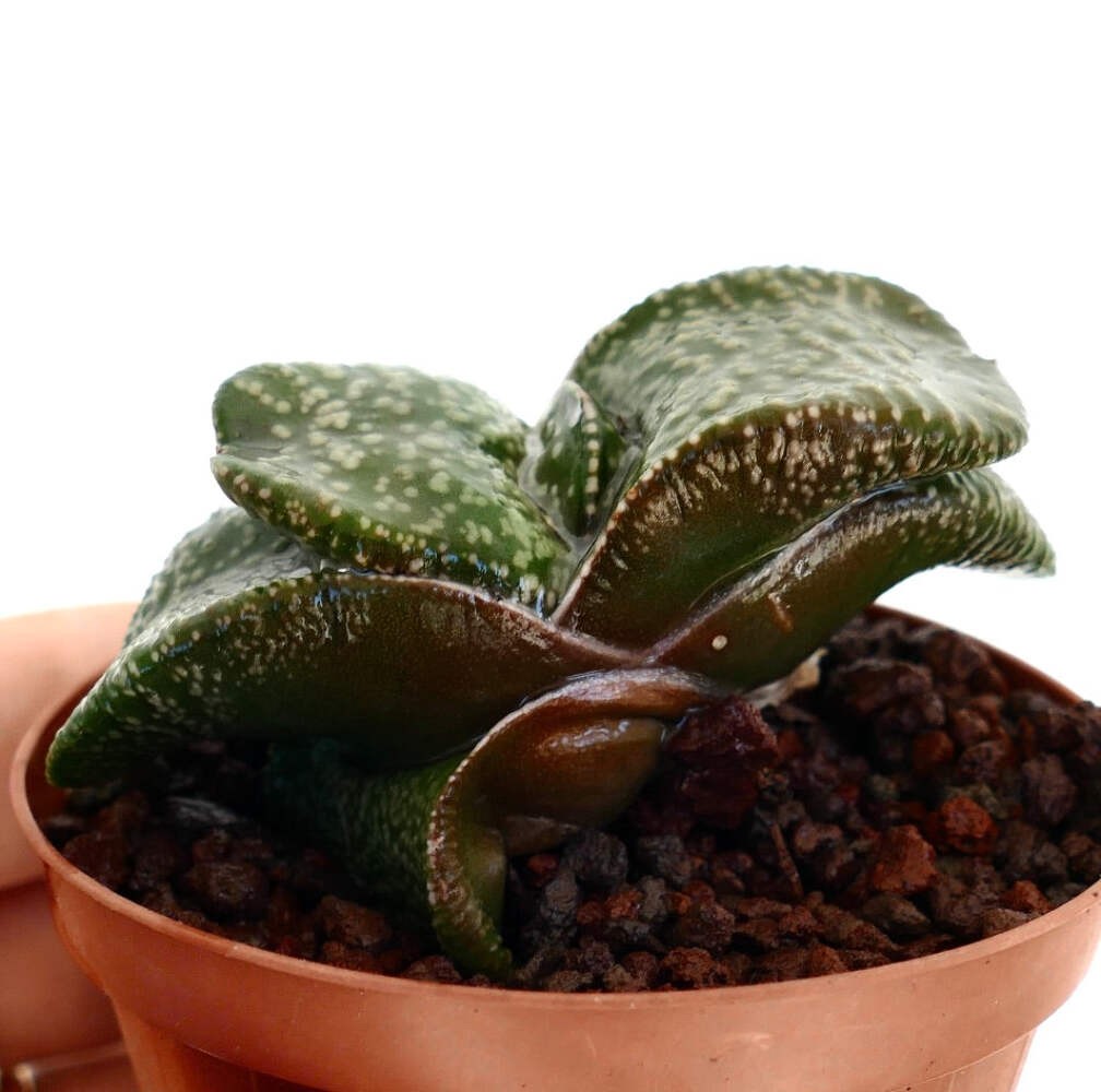 Gasteria armstrongii SUPER WHITE PEARL DWARF – Armstrong’s gasteria | Armstrong’