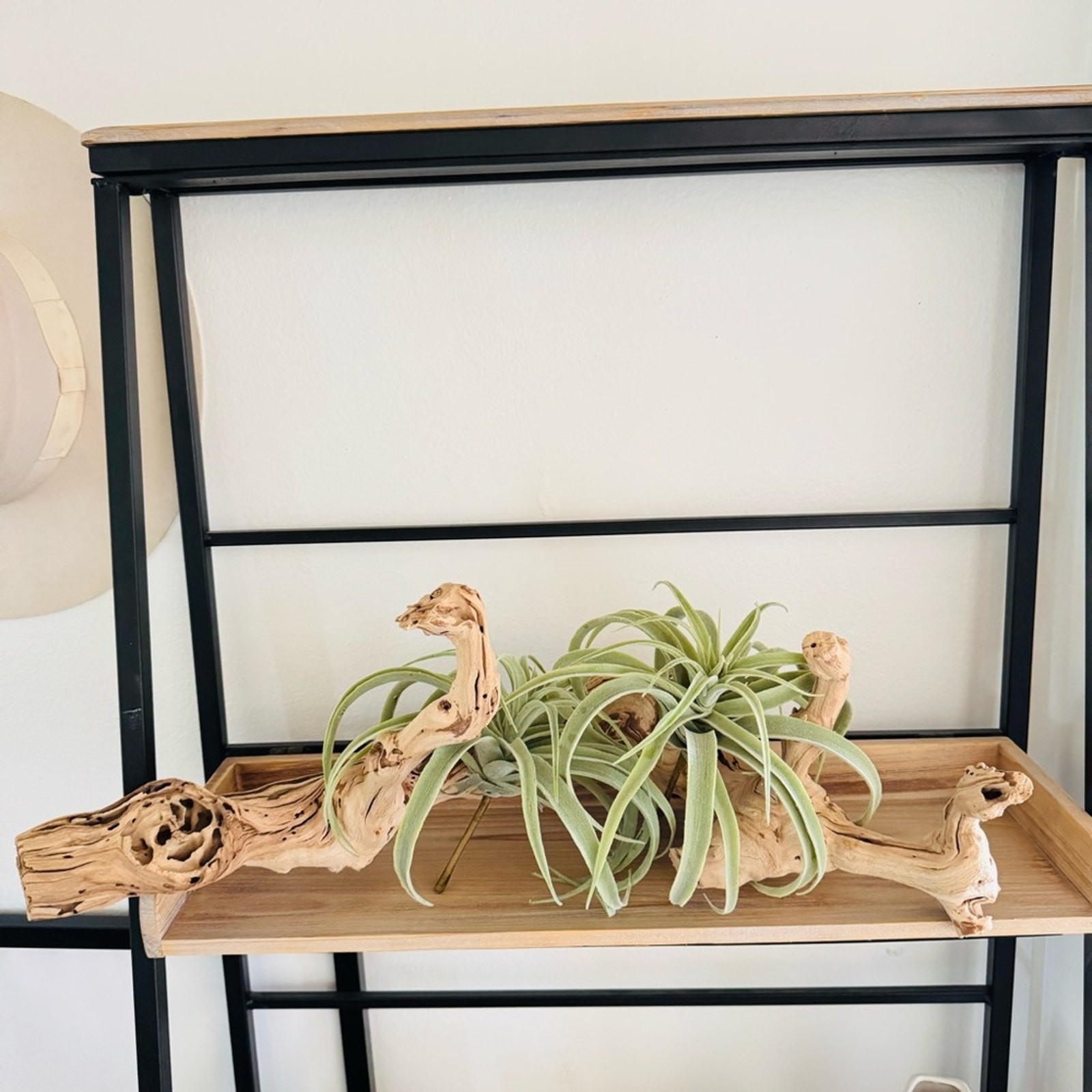 NEW POTTERY BARN Soft Mint Green Faux Air Plant Tillandsia Table Decor Display