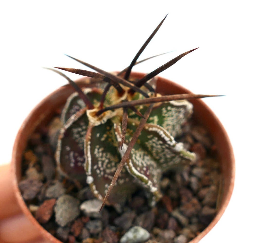 Astrophytum capricorne var. capricorne X BUFFALO – Goat’s horn cactus | Star cac