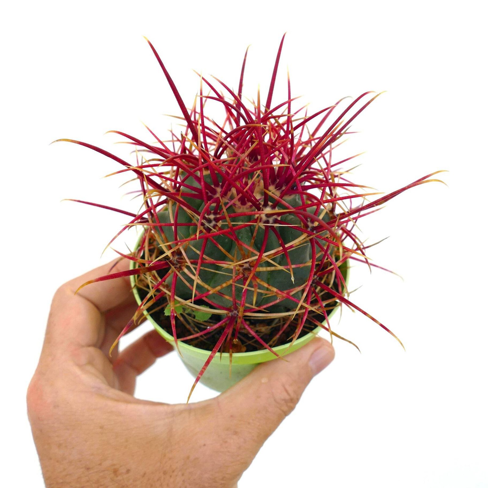 Ferocactus cylindraceus var. lecontei SELECTED – California barrel cactus | Leco