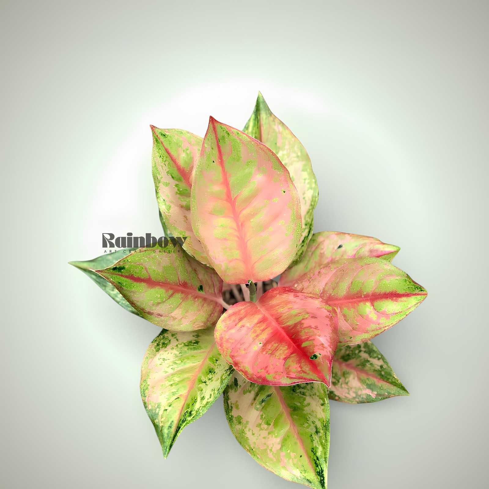 Aglaonema Light Of Diamond Beatiful Ornamental Plant