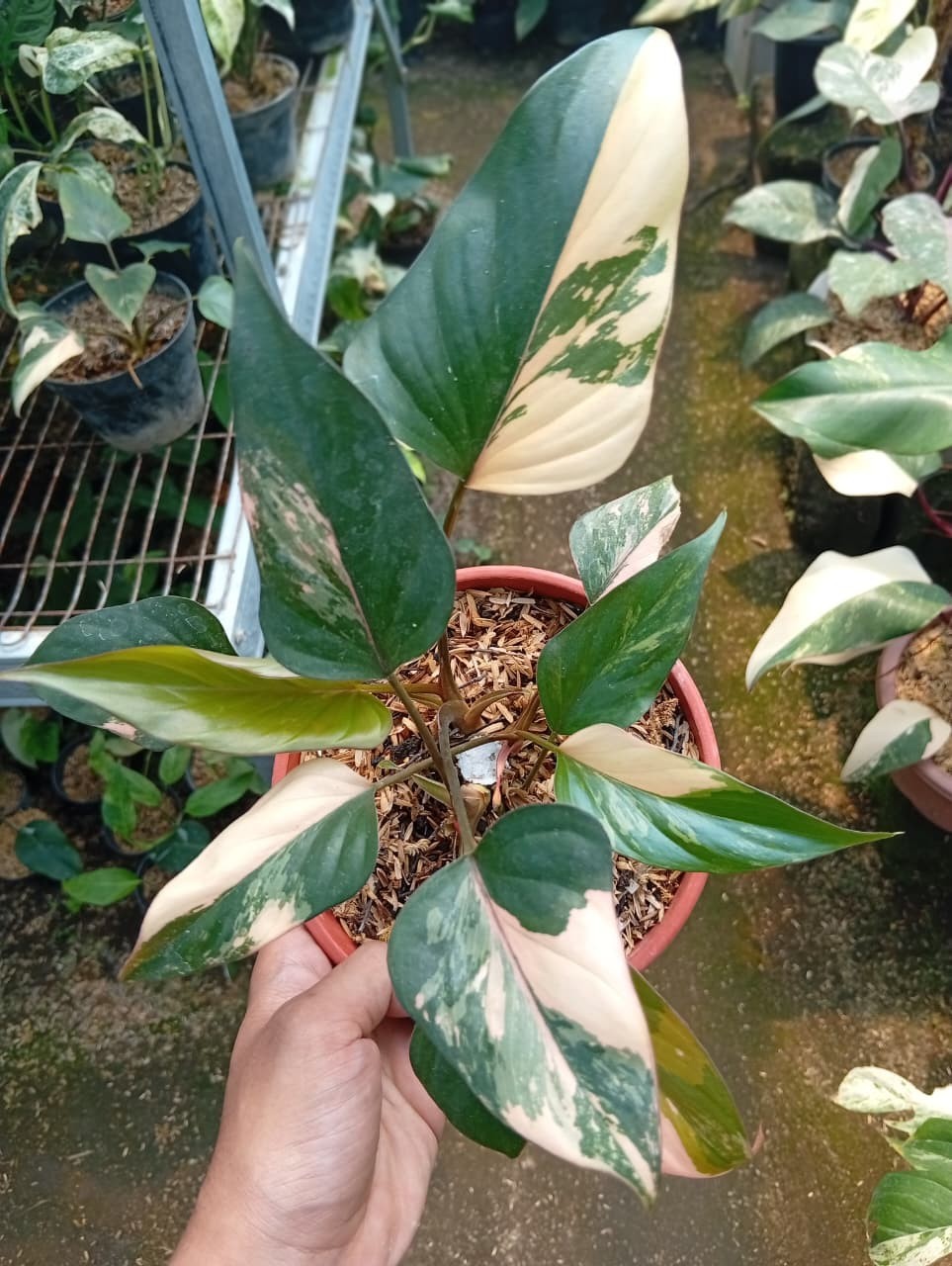 Real Pict Homalomena Pink Diamond Variegated Rare Plant