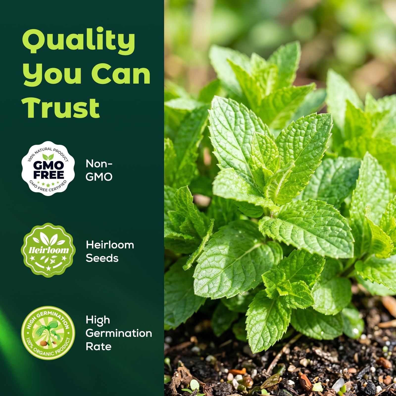 3000 Peppermint Seeds for Planting Indoors & Outdoors –