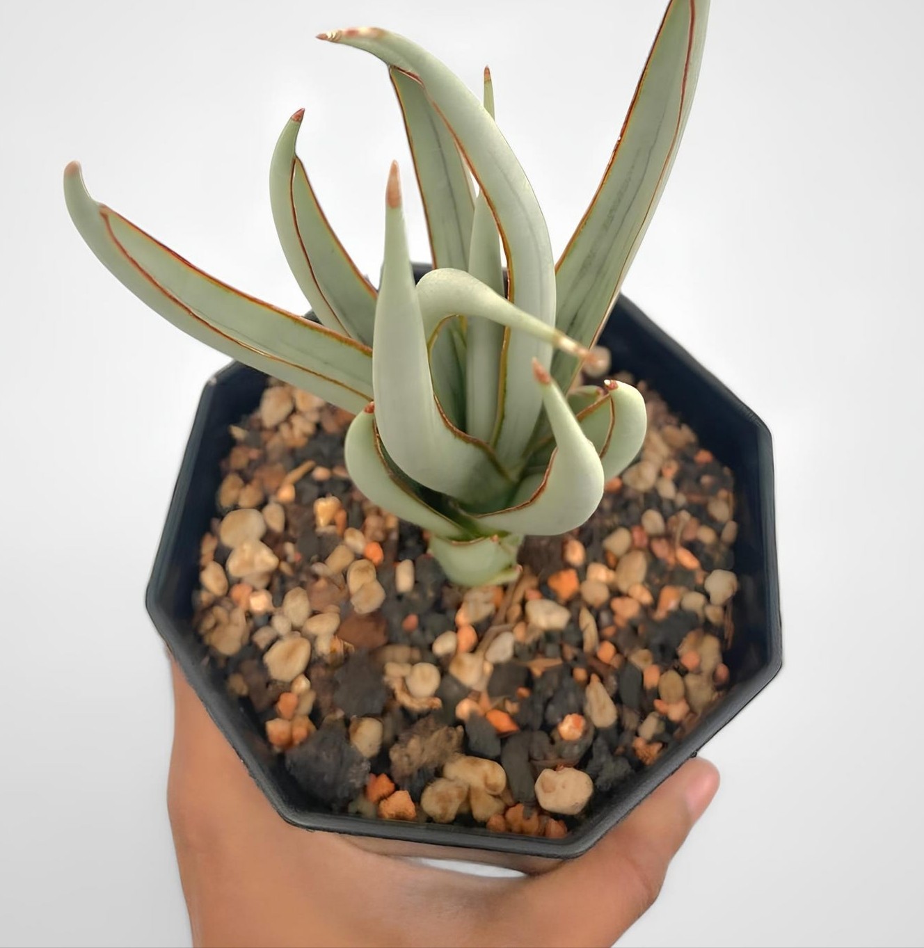 Sansevieria Swan Dancer Rare Snake Uniqe Plant