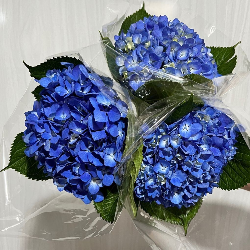 Box of 10 Blue Hydrangea – Blooms head size 7.6-8.5 inches natural flowers decor