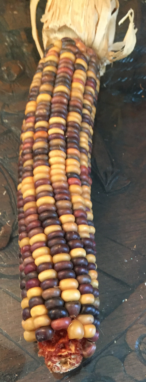 native american Indian Corn various lengths Thanksgiving Fall Decor