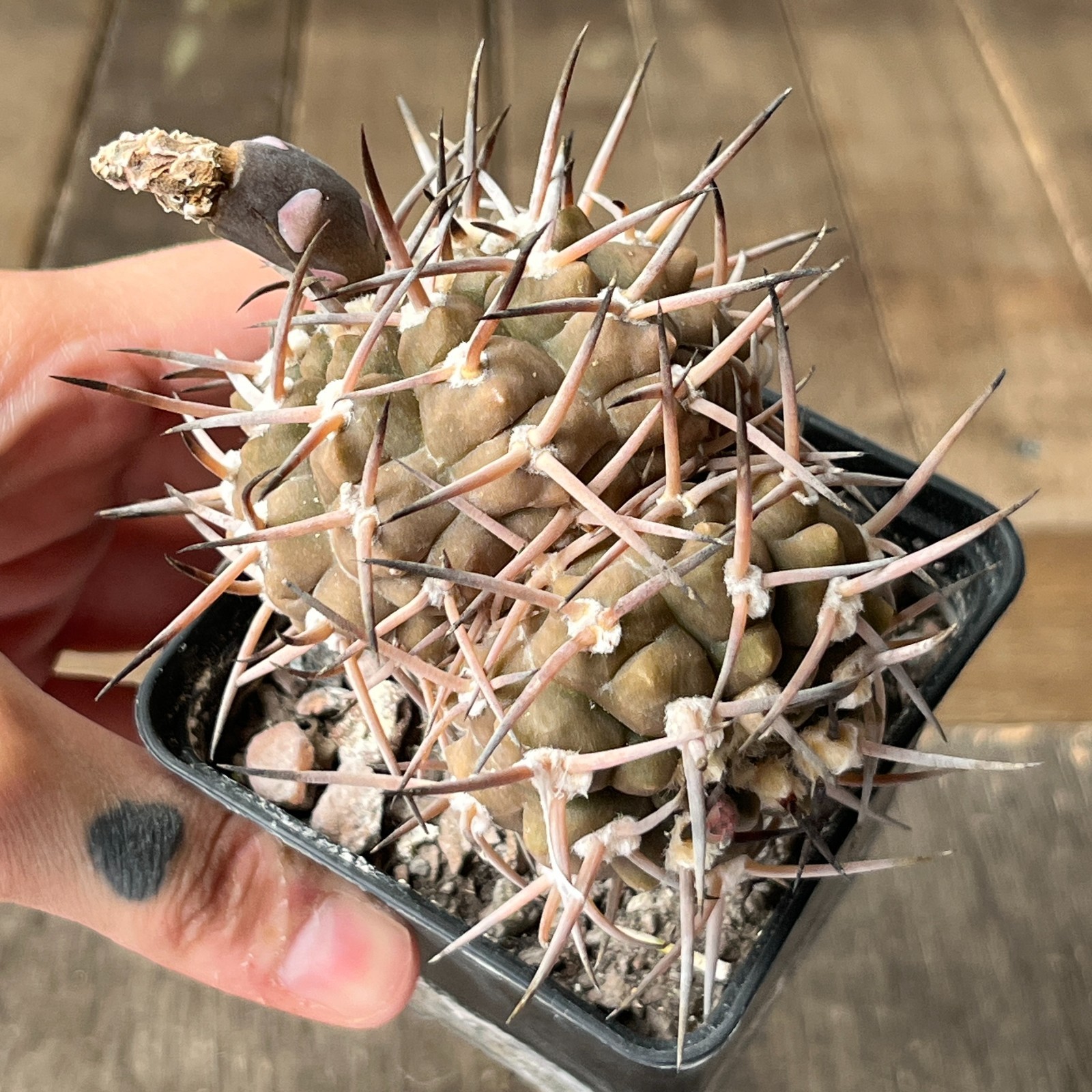 A25-2071 Gymnocalycium piltziorum, grafted