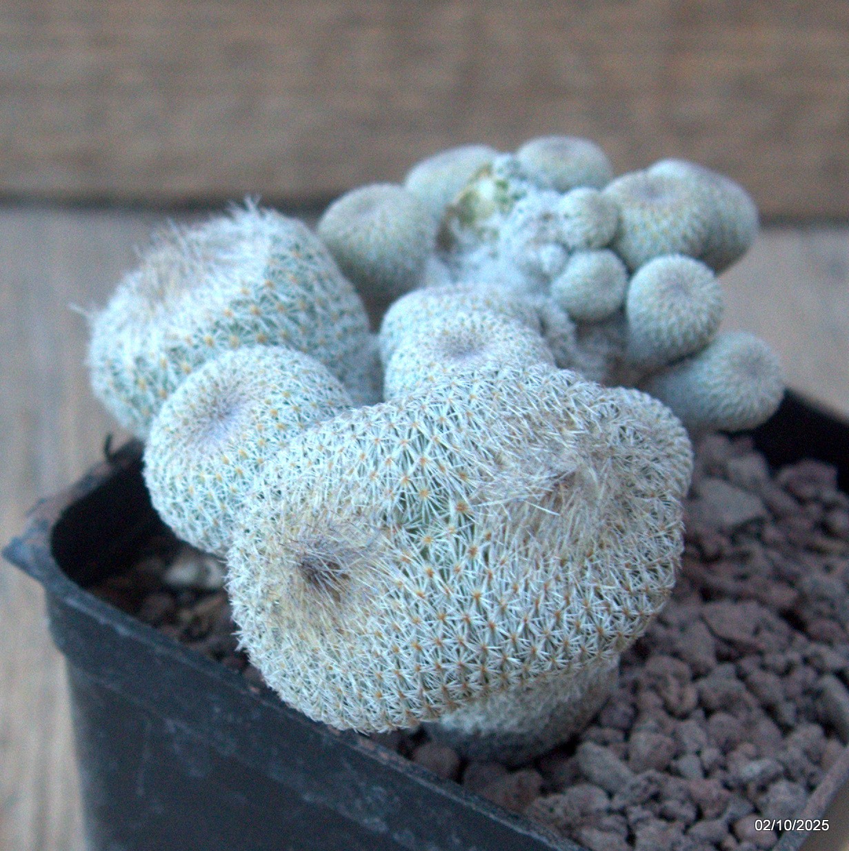 D6812 EPITHELANTHA MICROMERIS MONSTER pot7-H5-W9 cm MaMa Cactus