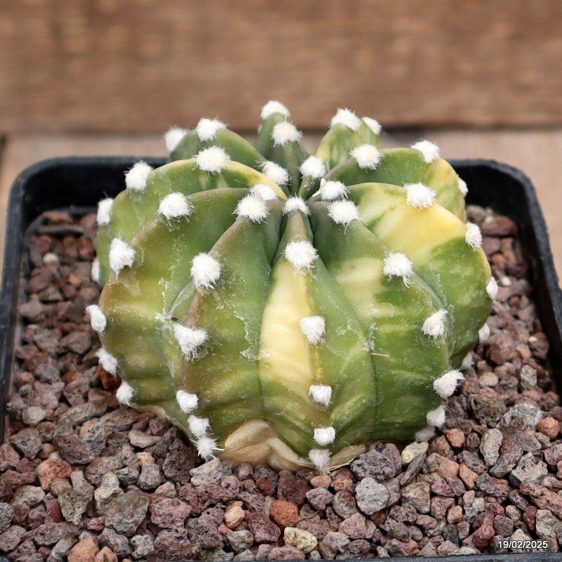 D546 ECHINOPSIS SUBDENUDATA VARIEGATED pot10-H6-W8 cm MaMa Cactus