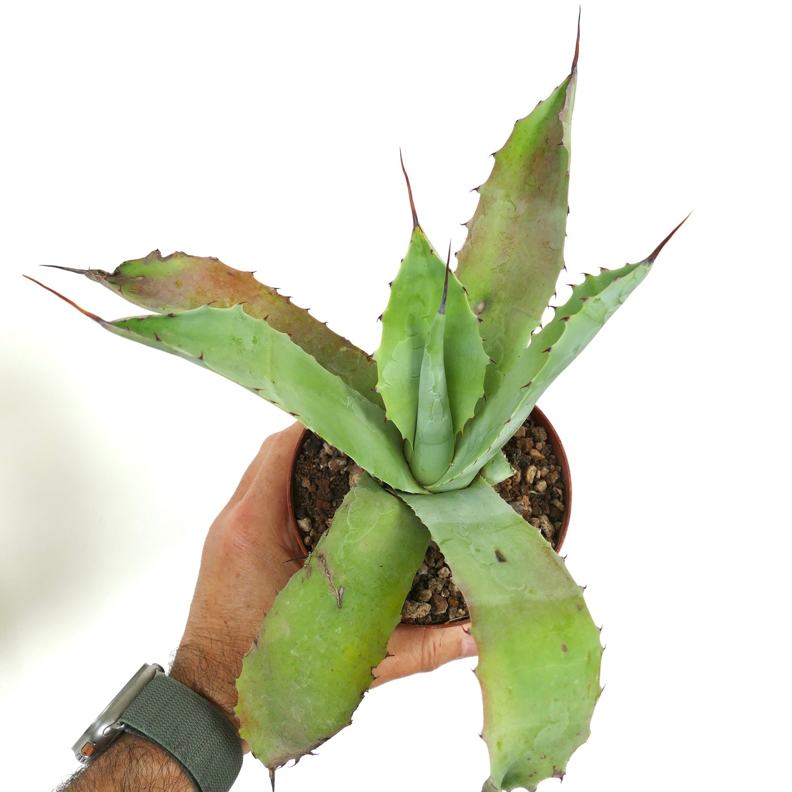 Agave americana X Agave eborispina W919 – Century plant hybrid | American agave