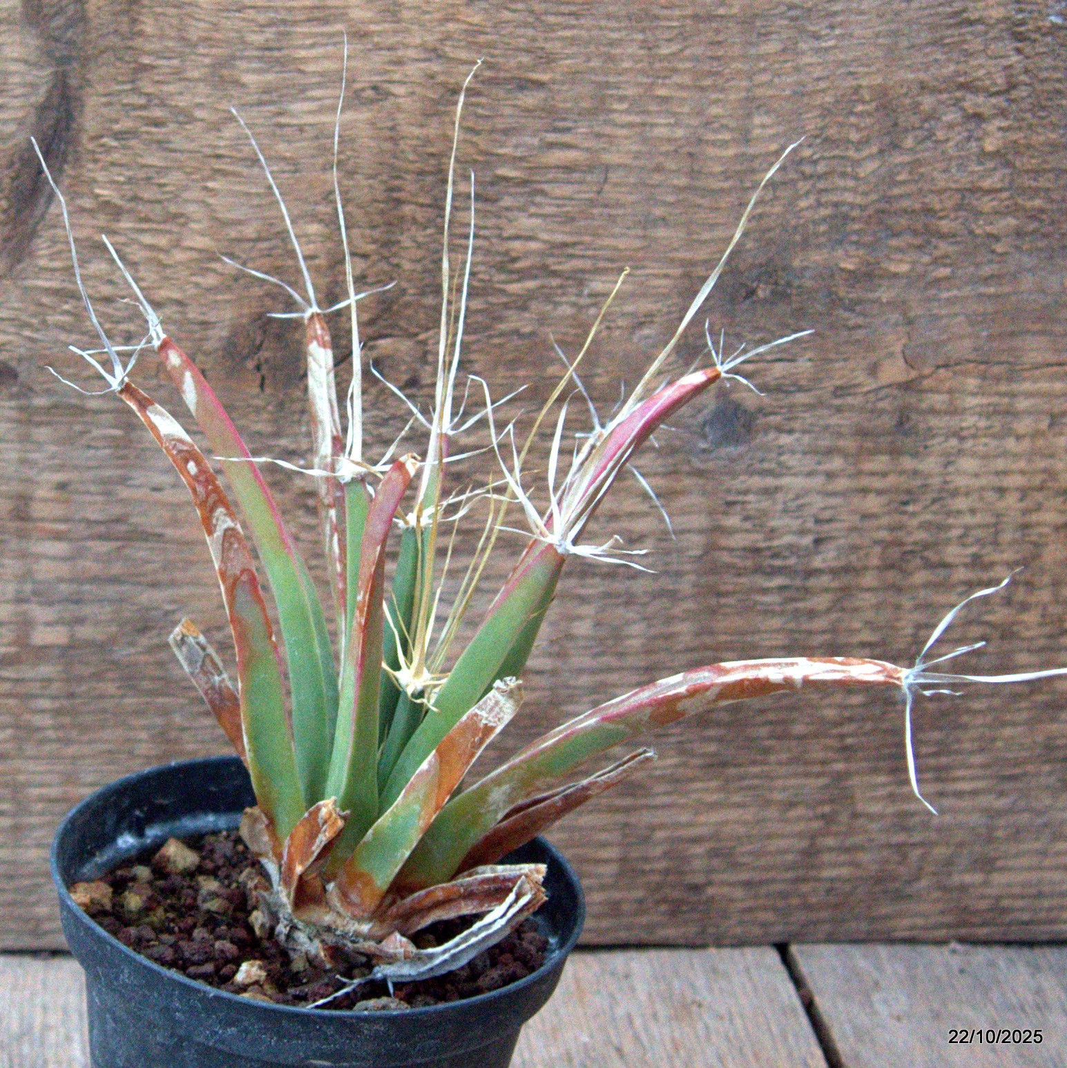 D7110 LEUCHTENBERGIA PRINCIPIS pot10-H13-W14 cm MaMa Cactus