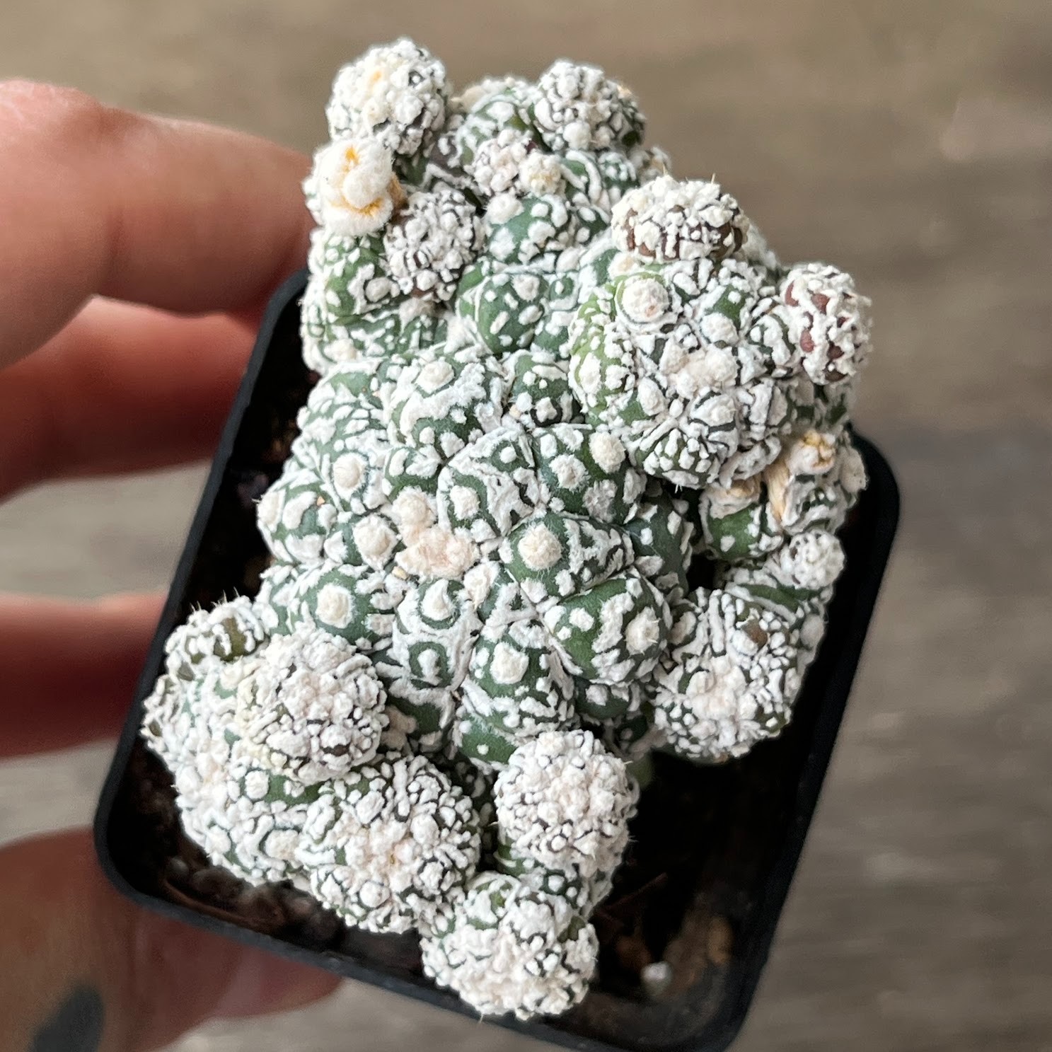 A57-249 Astrophytum Super Kabuto, white, grafted