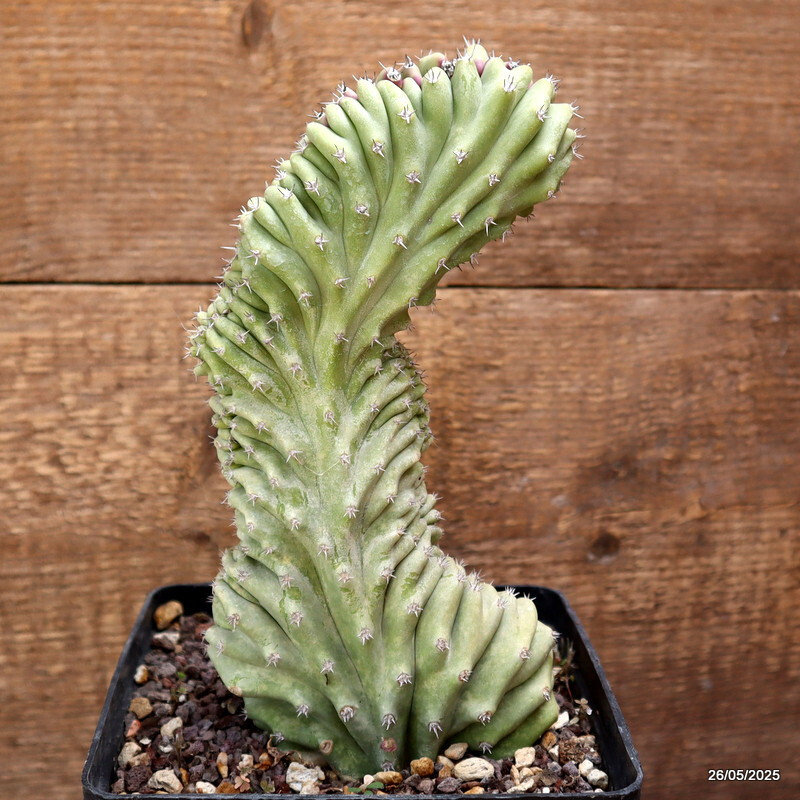 D4380 LOPHOCEREUS SCHOTTII CRESTED pot14-H22-W11 cm MaMa Cactus