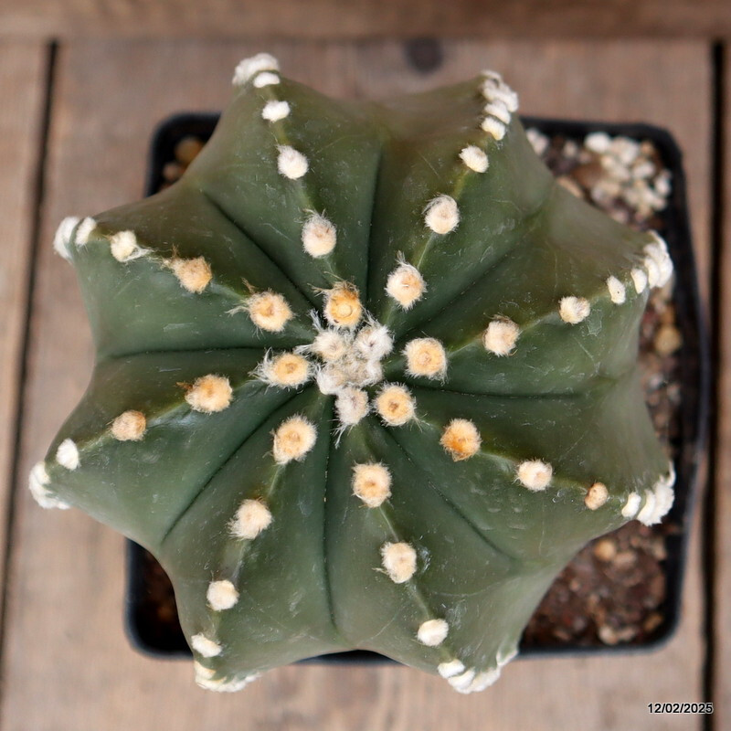 D3006 ASTROPHYTUM SUPERKABUTO GRAFT. NUDUM pot14-H20-W13 cm MaMa Cactus