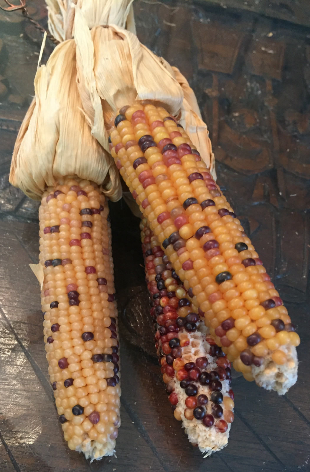 native american Indian Corn various lengths Thanksgiving Fall Decor
