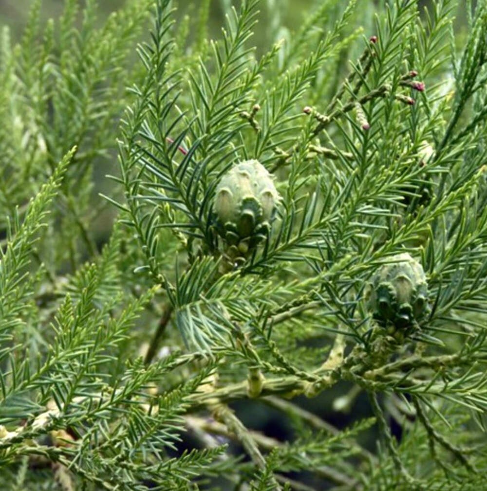 Glyptostrobus pensilis 100-125cm | Chinese swamp cypress | Water pine – Chinese