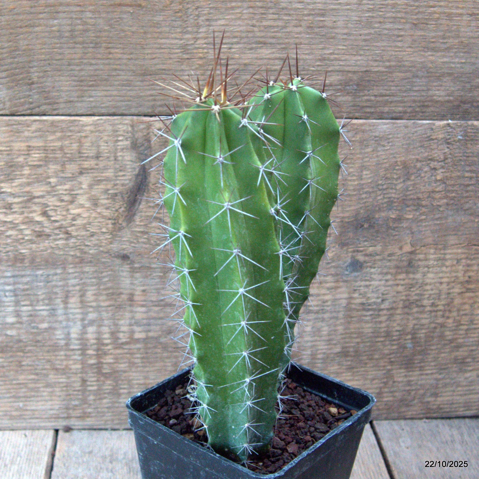 D7096 POLASKIA CHENDE pot10-H20-W13 cm MaMa Cactus