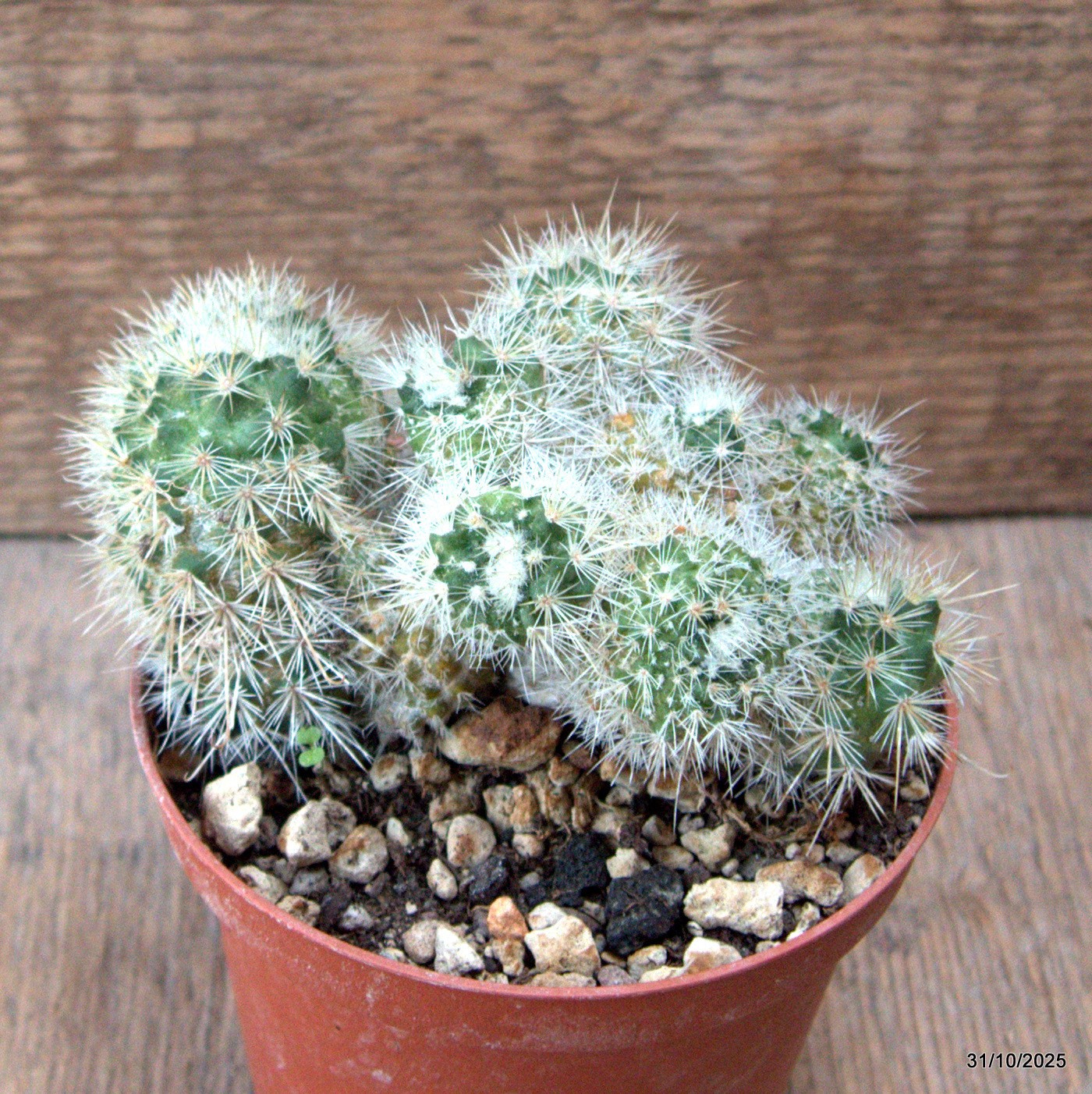 D7282 MAMMILLARIA BOCASANA MONSTER pot10-H8-W11 cm MaMa Cactus