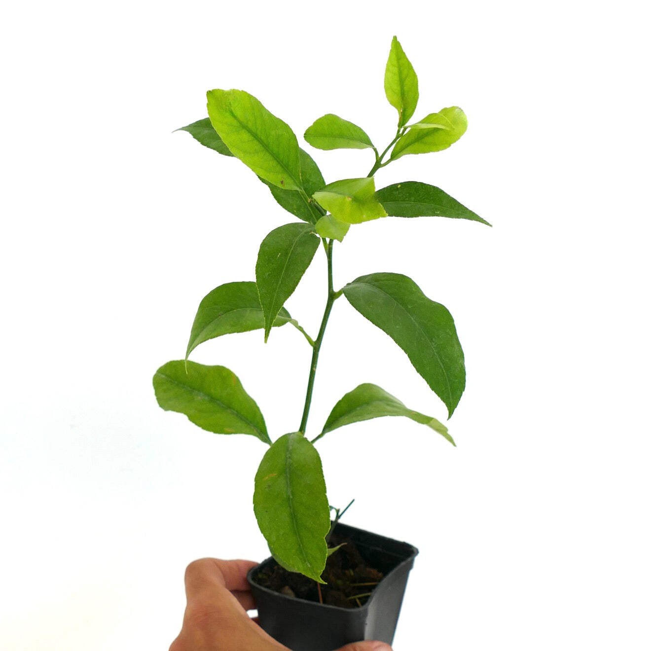 Citrus limon SORRENTO 10-20cm | Lemon | Lemon tree – Lemon | Lemon tree