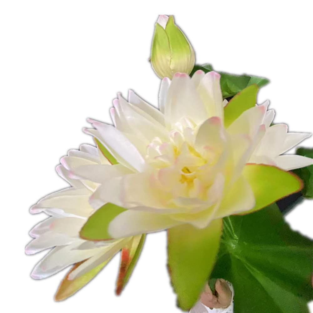 2pcs Lotus Bouquet Flower White Artifcial Water Lily Bunch 10 Forks Fake Flow…