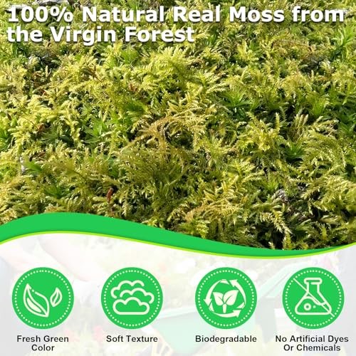 Green Moss for Crafts, Real Forest Moss for Plants Indoor, Table 2.6 LBS
