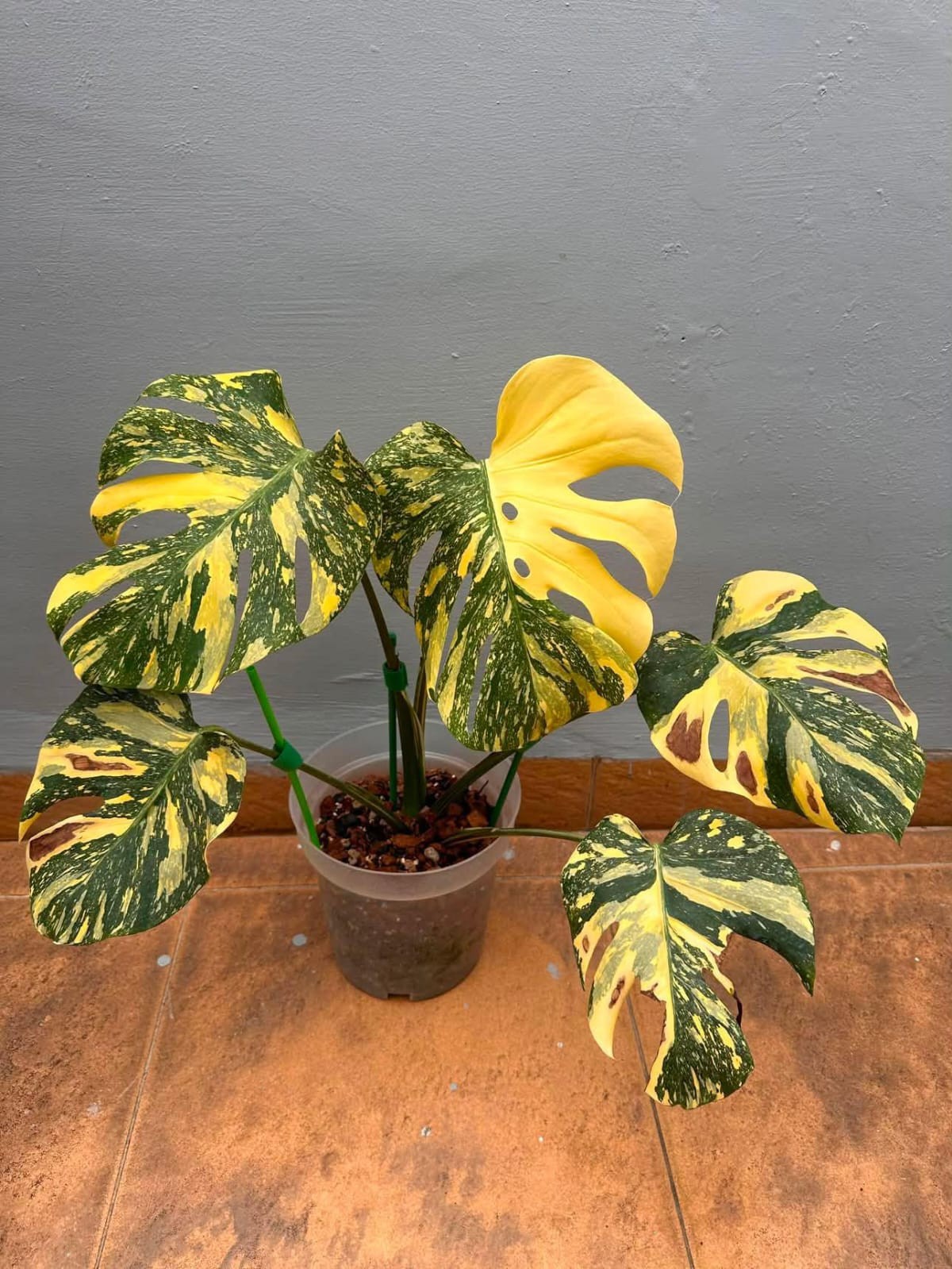 Monstera Milky Way Variegated Mature Size