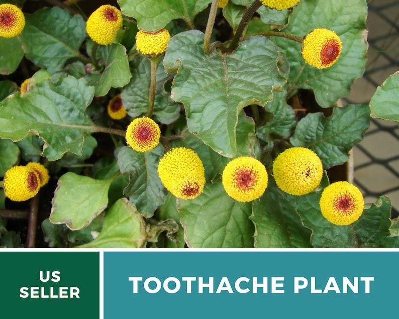 50 Seeds Toothache Plant, Heirloom Herb (Spilanthes Oleraceaa), Buzz Buttons