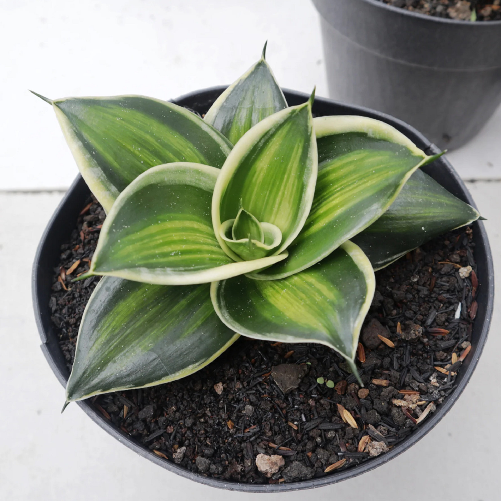 Sansevieria Jade Dwarf Variegated Striata Rare Unique Snake Plant